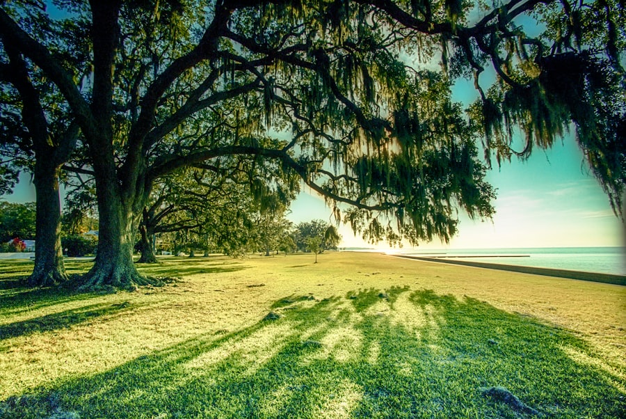 A row of trees on a sandy beach with green grass and tall trees.